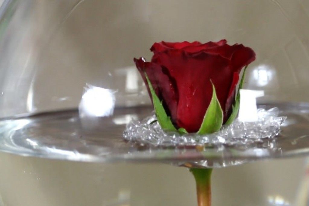 Rose floating in glass bowl.