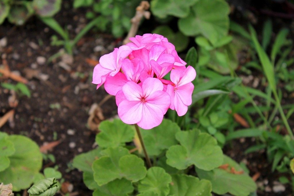 Geranium Pelargonium