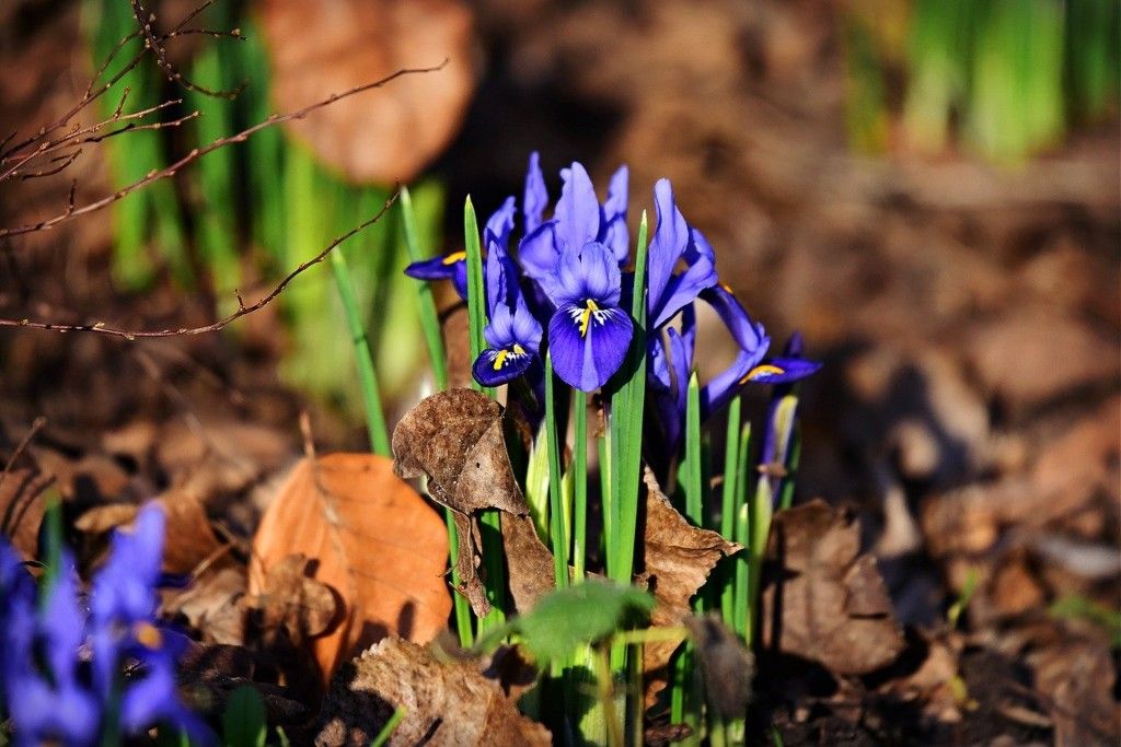 The purple bloom of Iris reticulate in early spring.