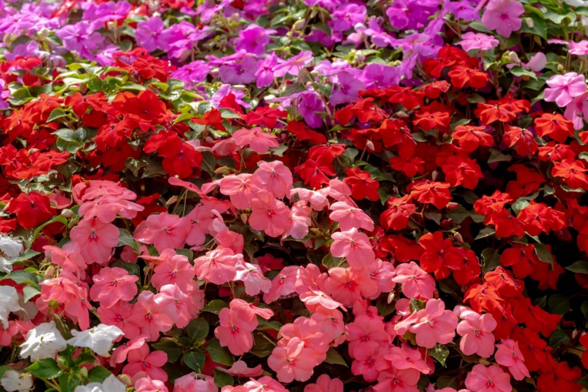 Impatiens walleriana, a.k.a. busy lizzies