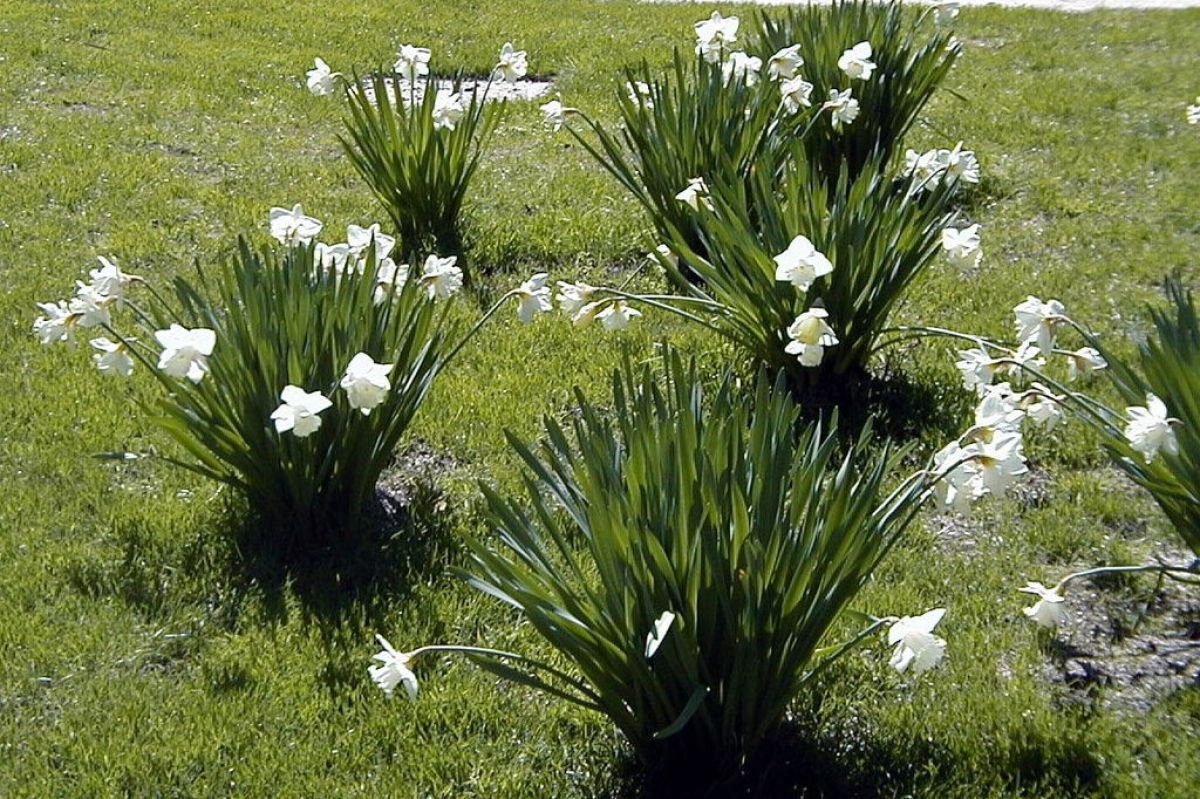 White flower Narcissus 'Mount Hood'. 