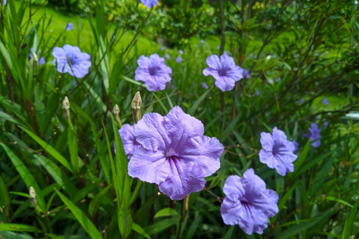 Wild petunia, Ruellia humilis