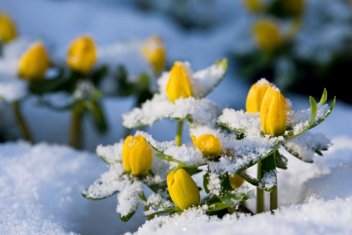 Winter aconite