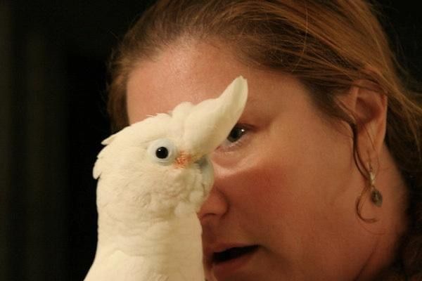 Patricia Pizer and Buster Keaton the Goffin's cockatoo