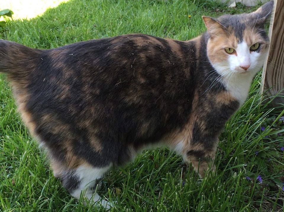 A healthy-looking calico cat standing in a yard