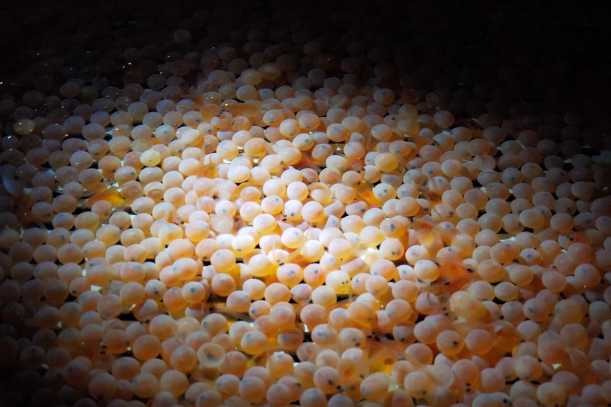 AquaBounty's first genetically engineered salmon eggs that arrived at the end of May 2019 and are about to be harvested.