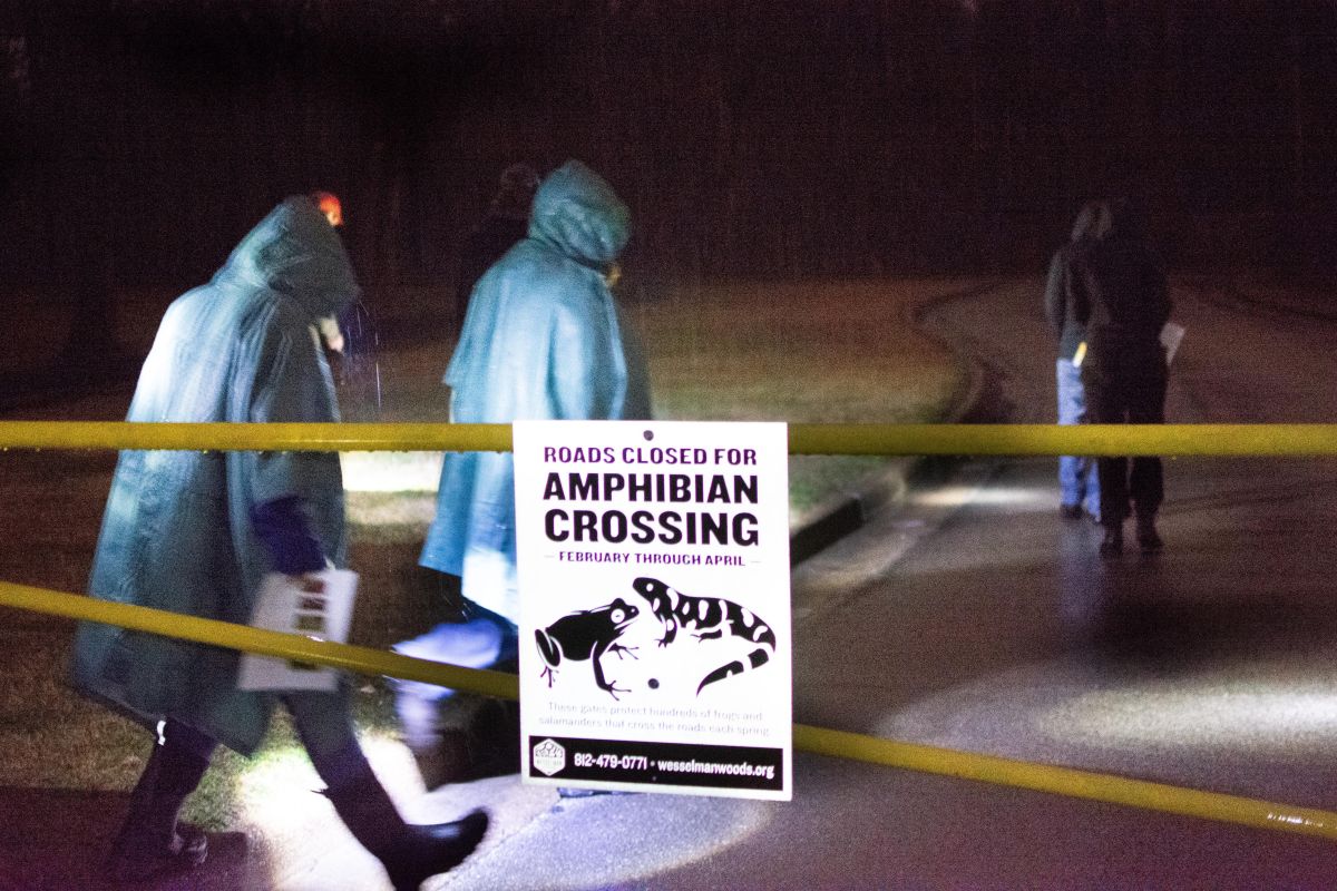 Wesselman Woods roads are closed at night to protect migrating amphibians. Here, volunteers cross on foot to find and count salamanders.