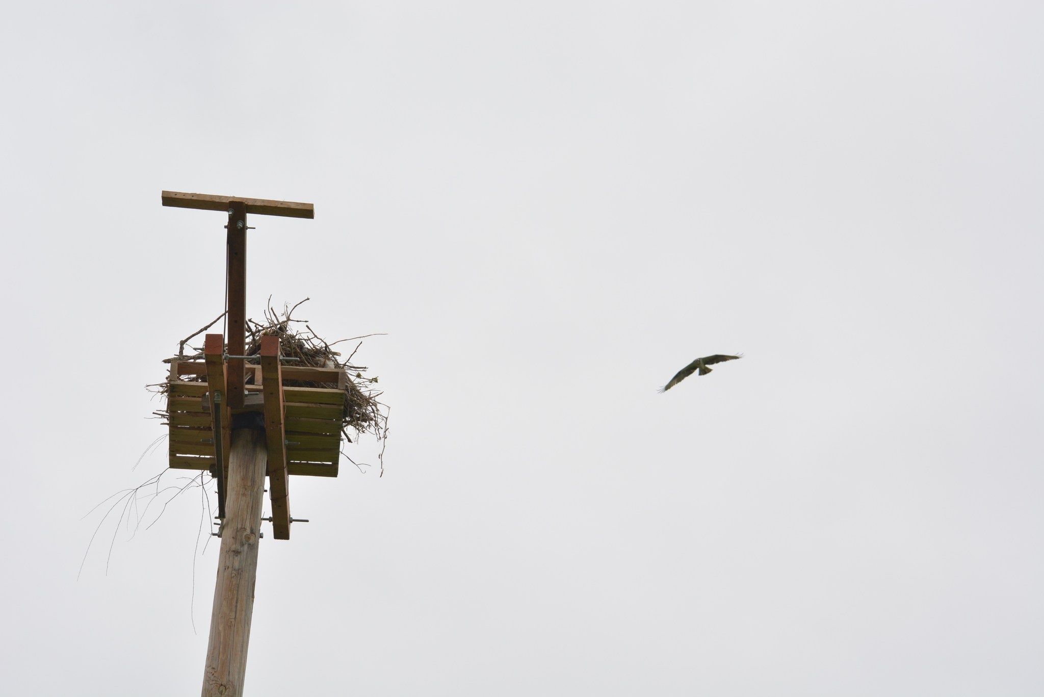 ospreys