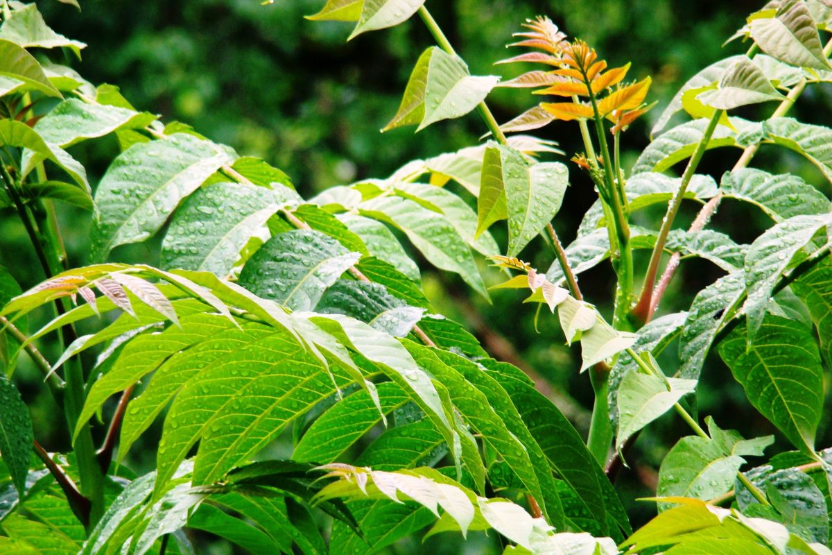 Tree of heaven has smooth, gray bark with chestnut brown twigs. Its large leaves can grow to 1 to 4 feet in length, smaller leaflets.