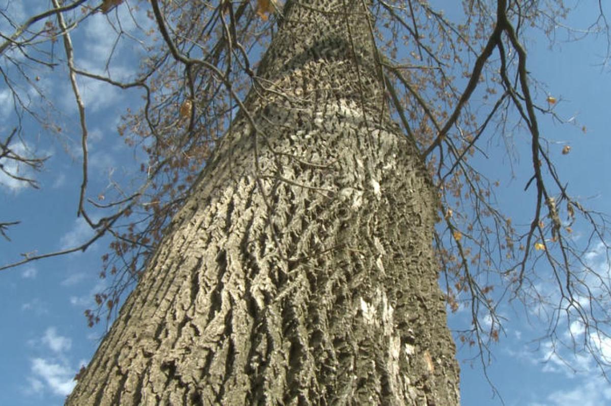 A tree infected with emerald ash borer beetles