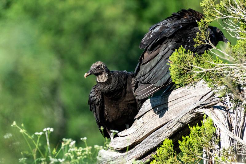 Black vultures at a park near Austin, Texas.