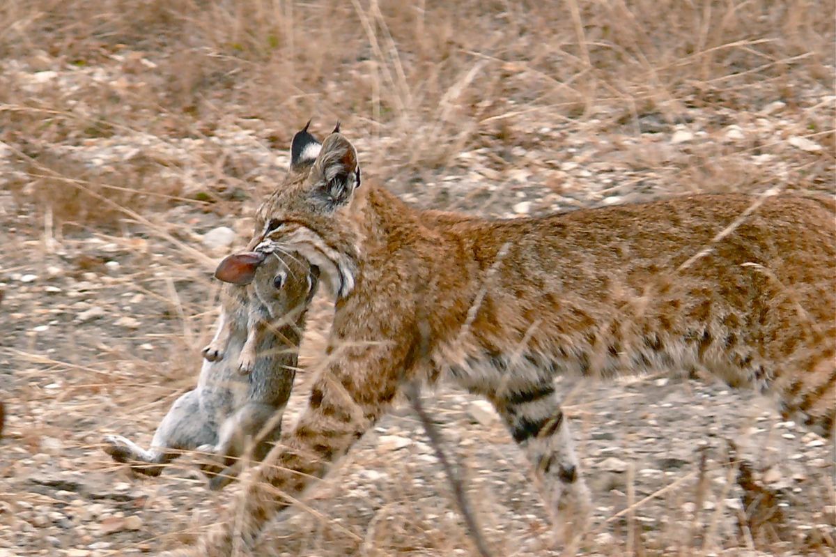 bobcat seen in California with a rabbit