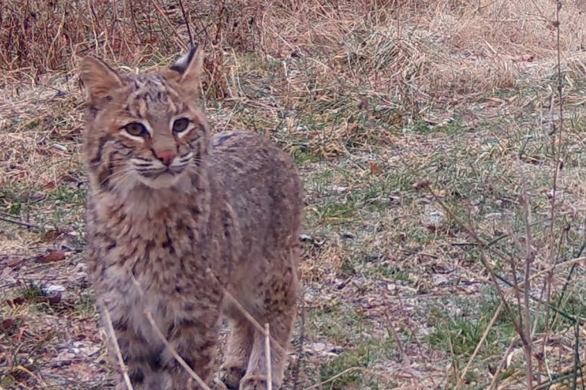 bobcat