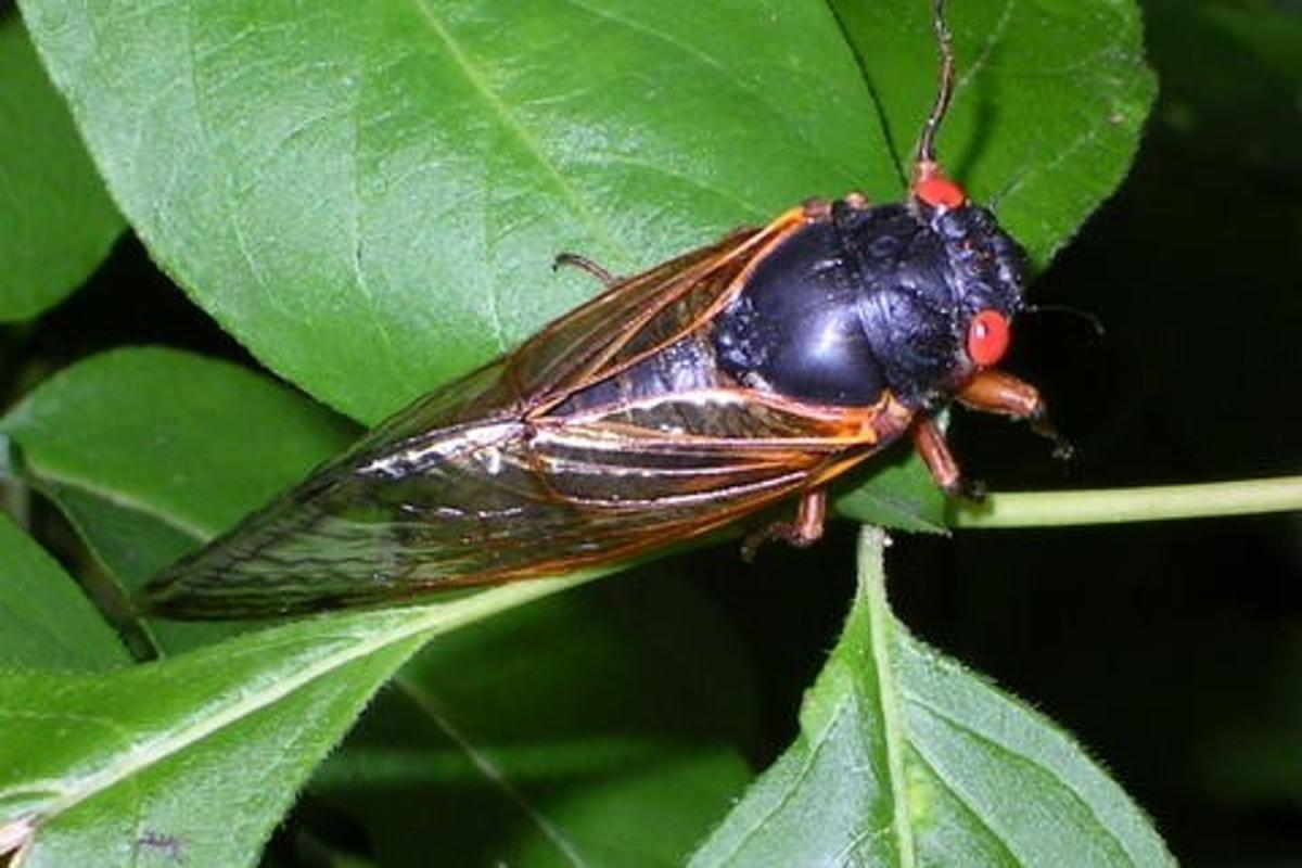A Brood X cicada in 2004.