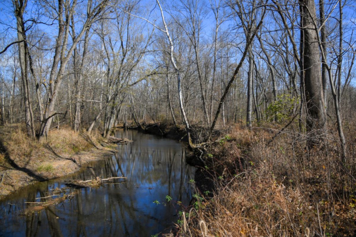 Busseron Creek with grassy beds and bare trees surrounding the water. A blue sky pokes through the branches.