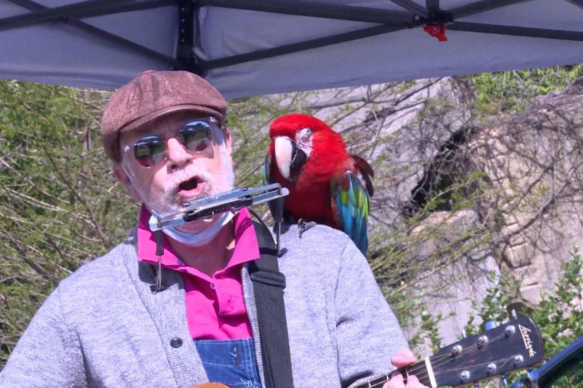 Charlie Bird is a 39-year-old green winged macaw sitting on a musician's shoulder. 