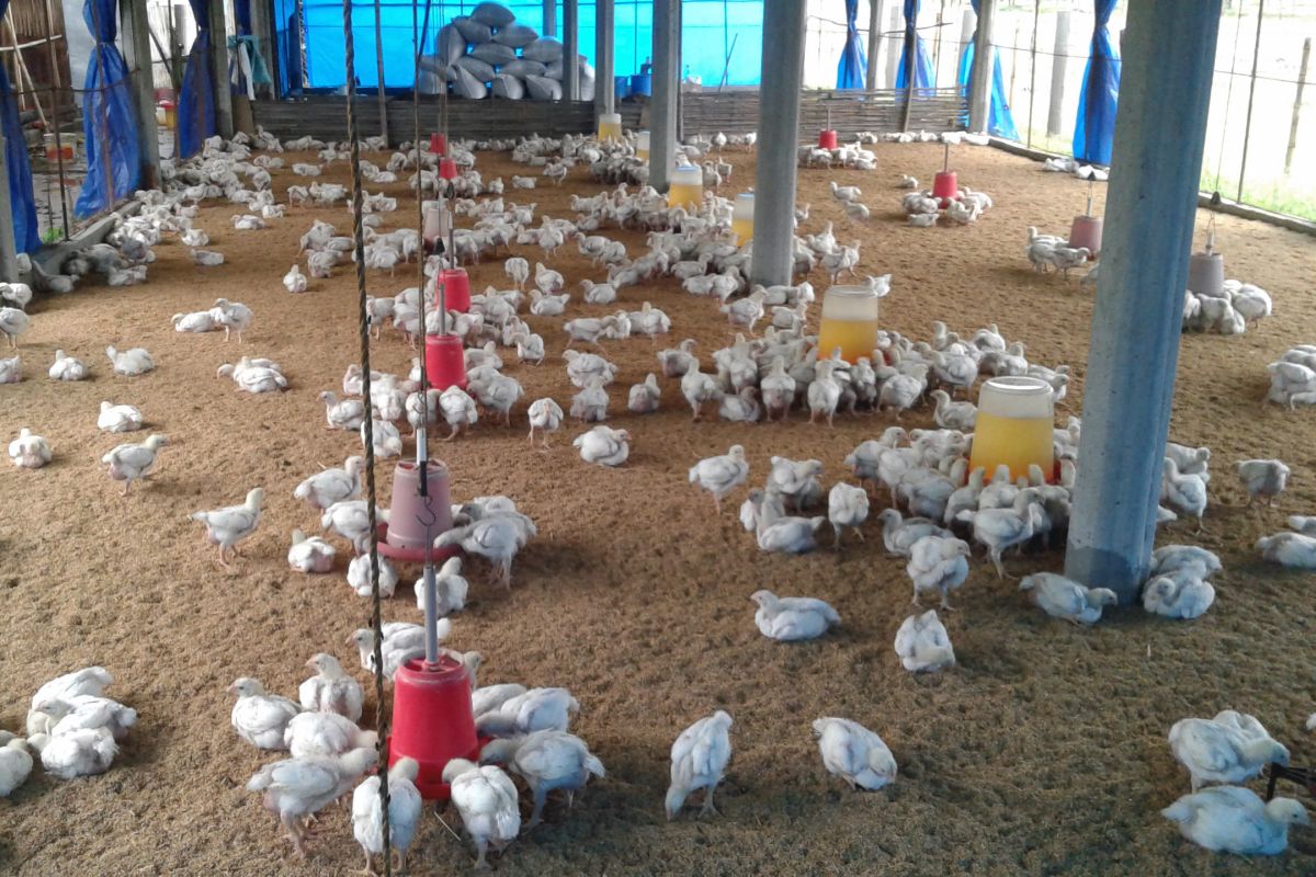 chickens_in_poultry_farm-3.jpg