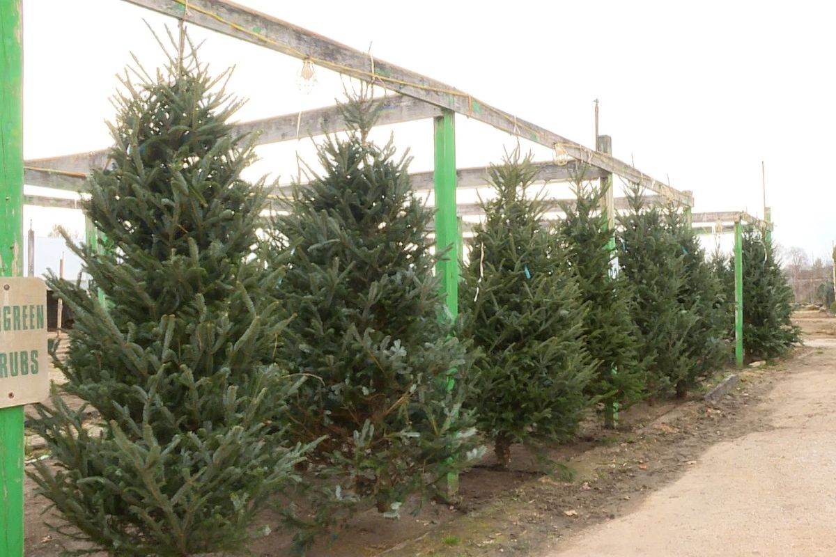 Christmas trees at Abell nursery