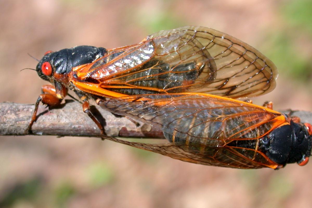 Periodical Cicadas 2024 Guide Pdf Hope Ramona