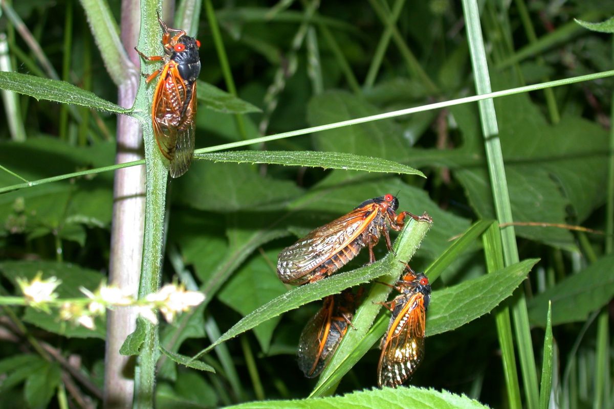 Cicadas among green plants.