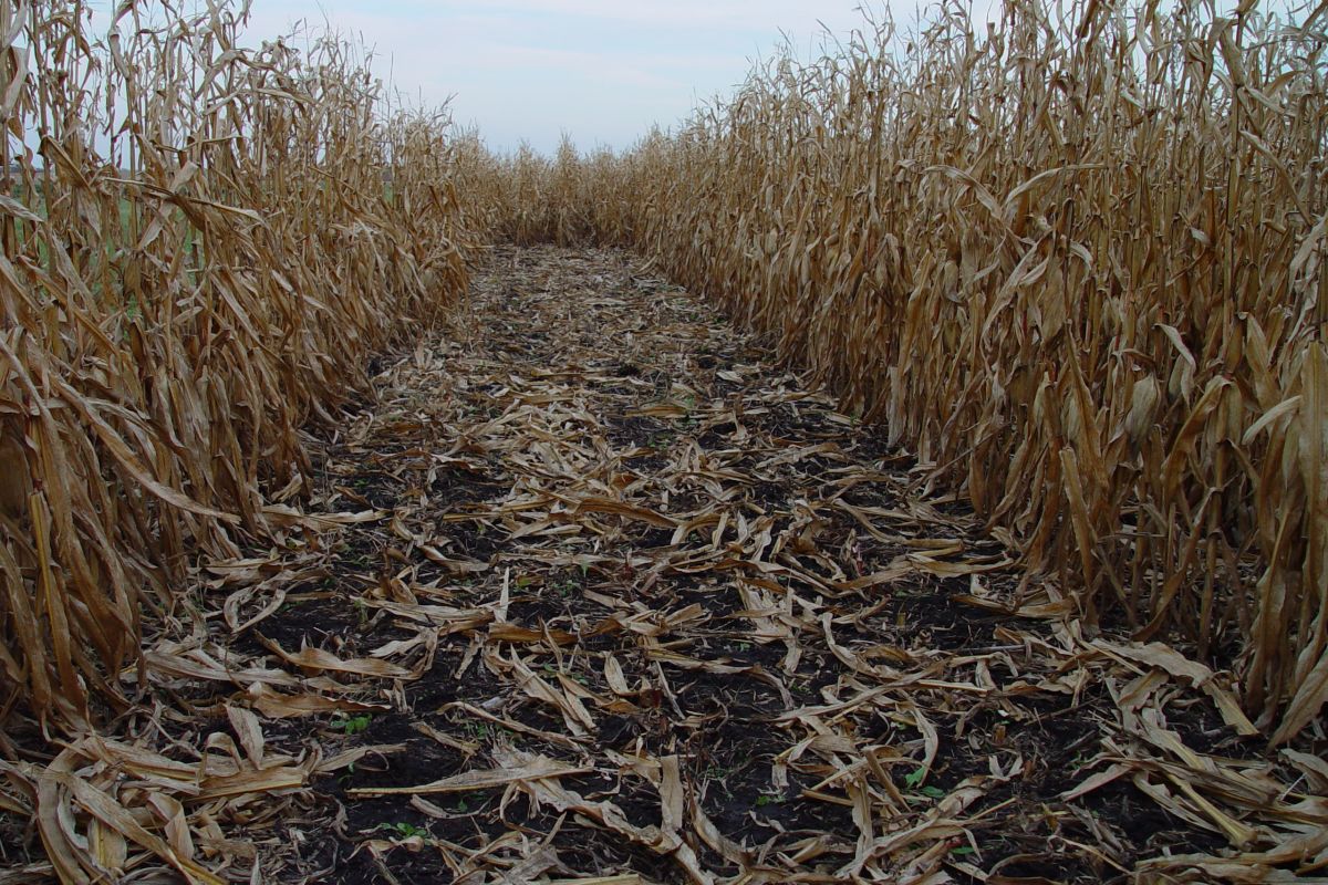 A row of dried corn stalks after the corn has been harvested. 