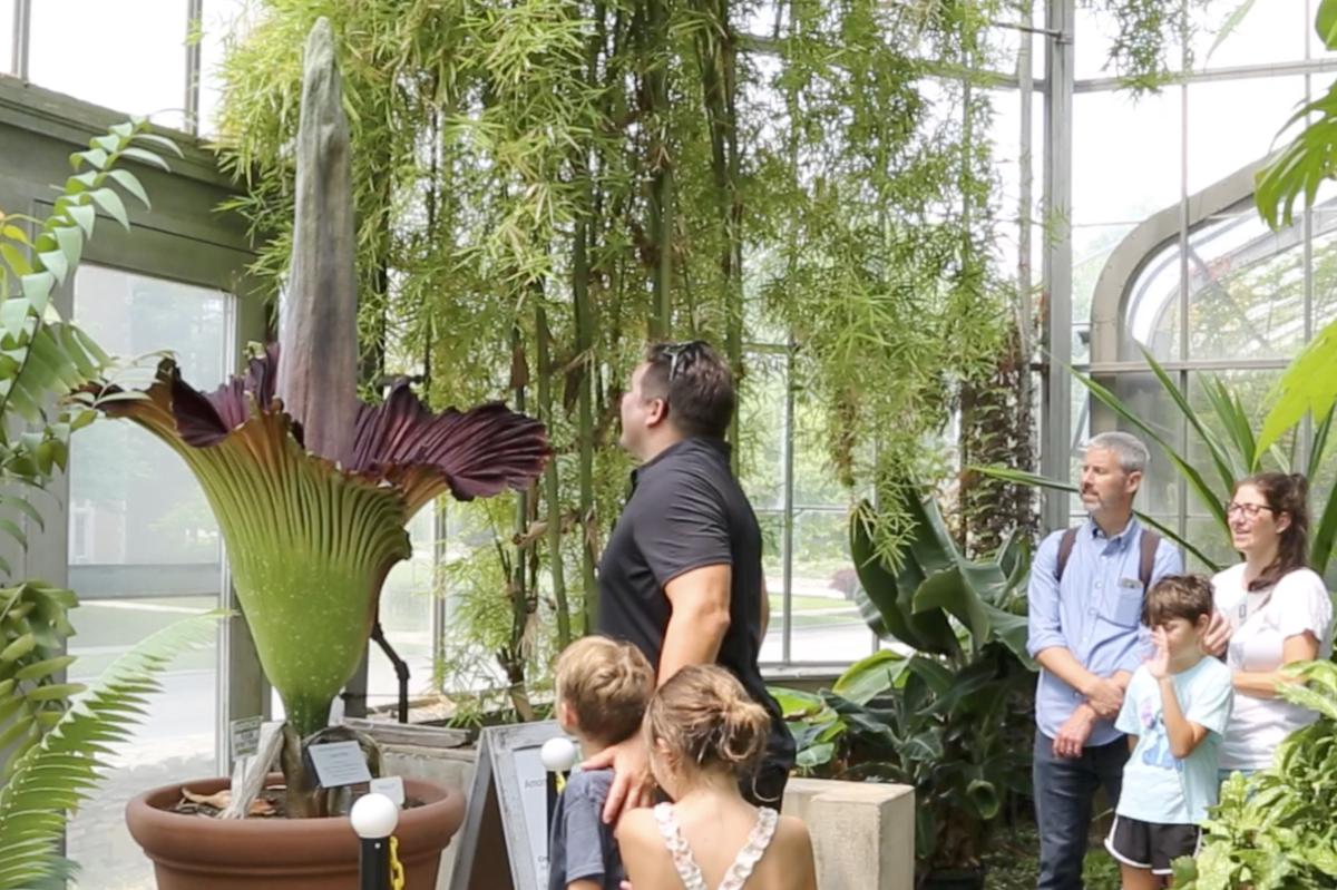 The corpse plant in bloom in the greenhouse at IU's Biology Building