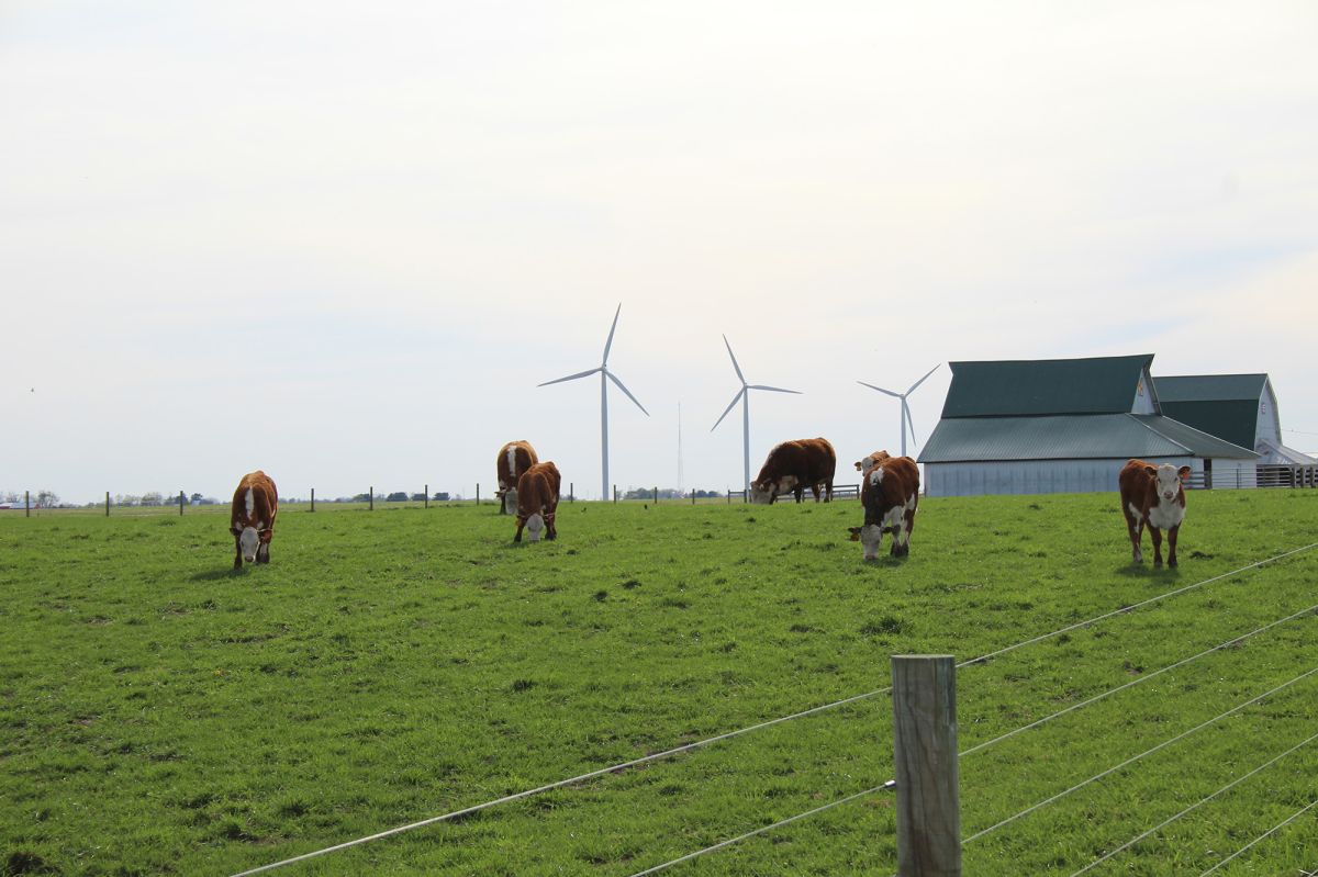 Cows standing in a field.