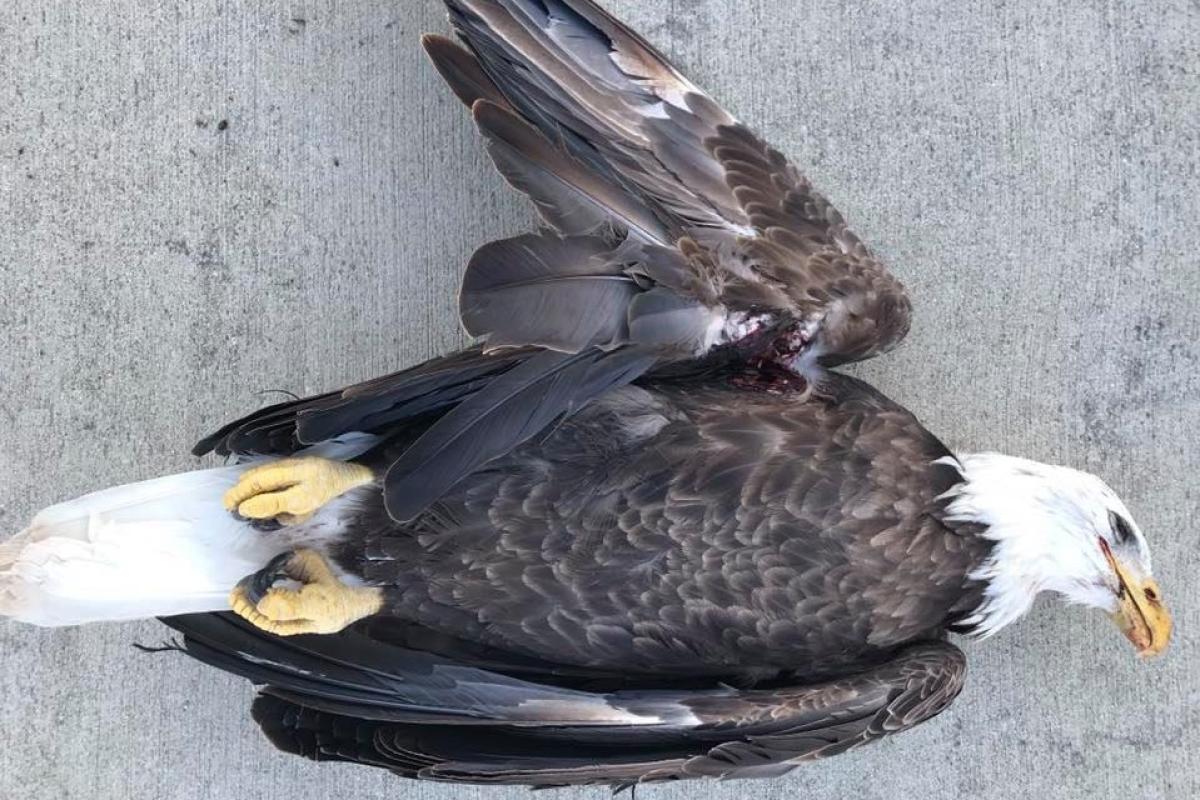 An image of a dead bald eagle found fatally shot in Lawrence County in Dec. 2019.