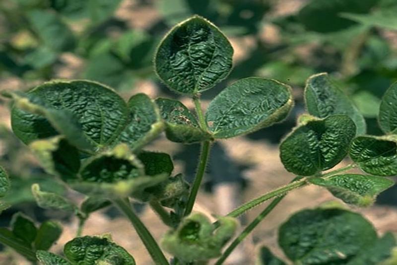 Dicamba can cause "cupping" in non-tolerant soybeans, which are especially susceptible to the herbicide. 