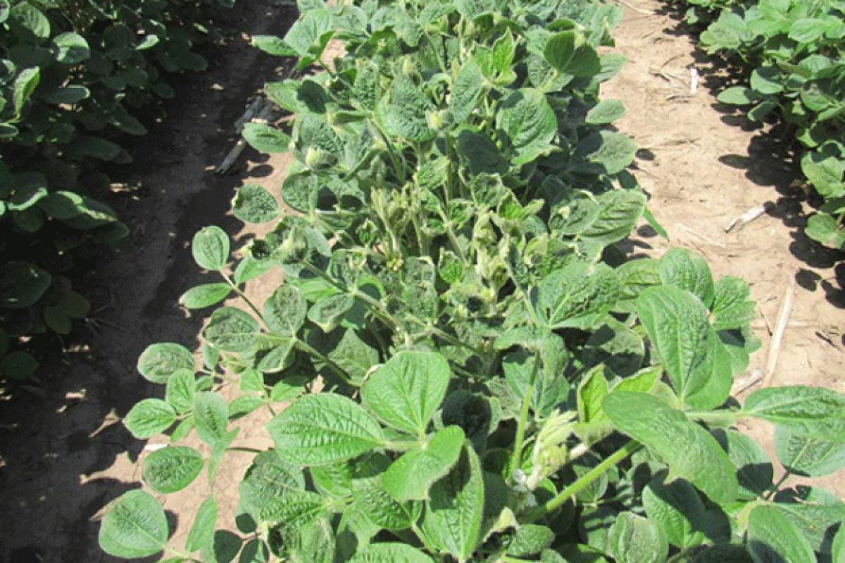 Soybeans that have cupped due to dicamba drift in Manhattan, Kansas.