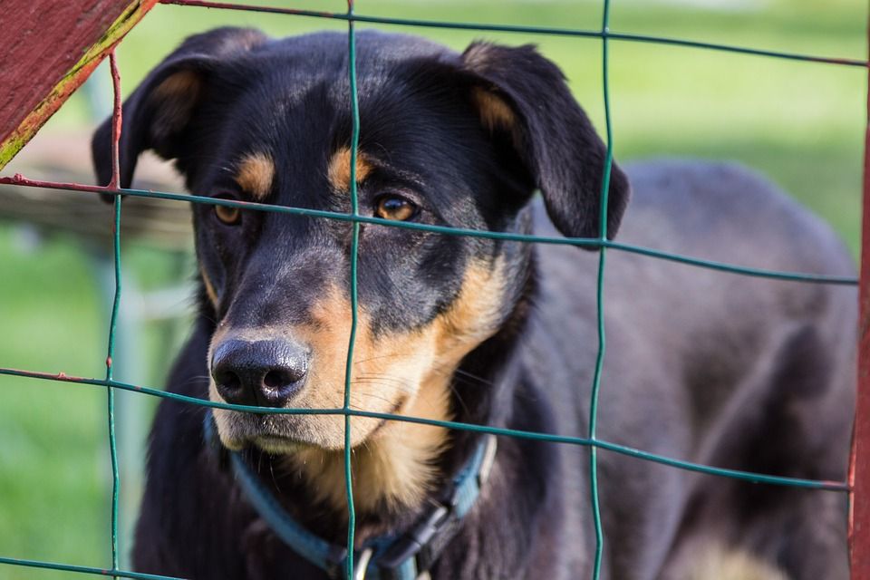 A stock image of a dog behind a fence.