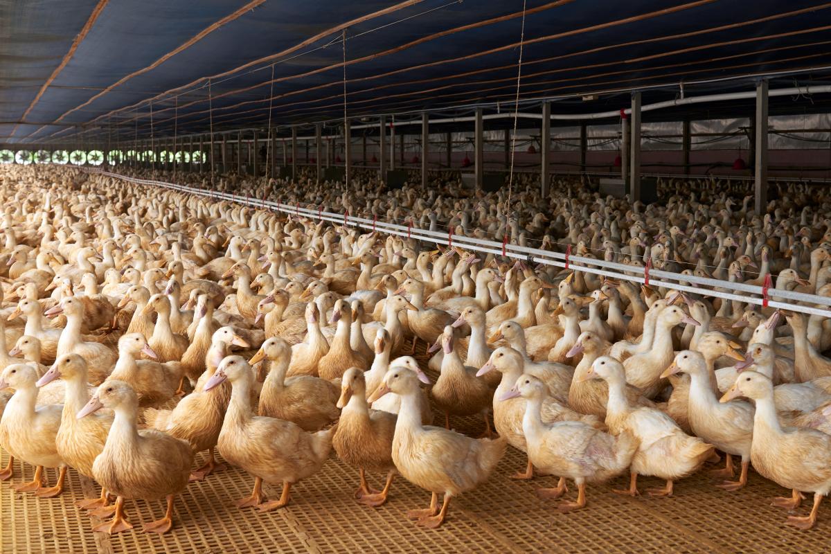 Duck farm