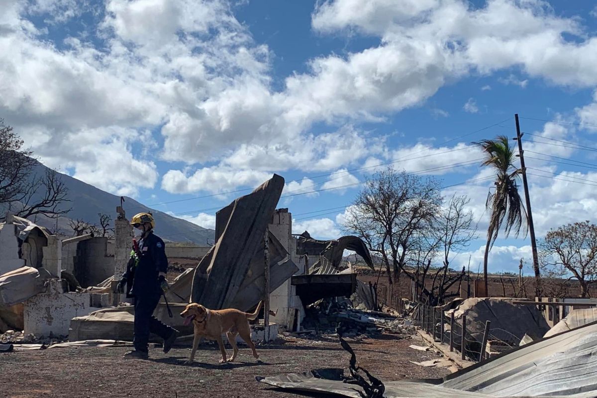 FEMA search and response team member walks with a canine member in Maui.
