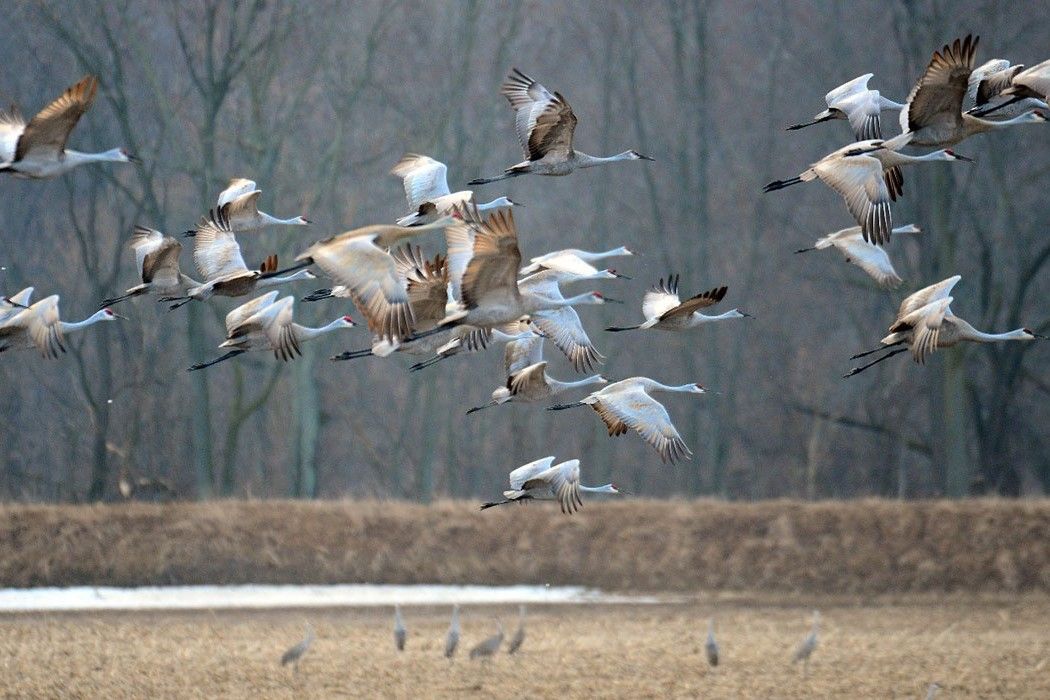 A flock of sandhill cranes