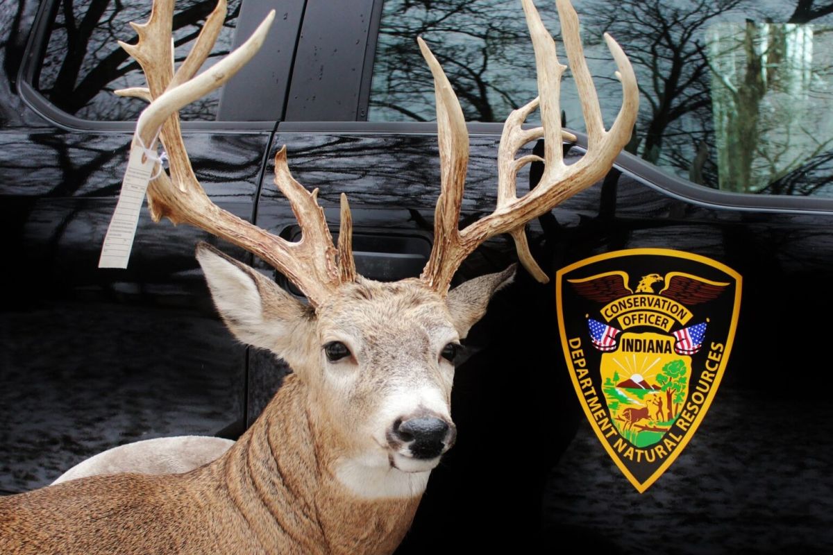 A 20-point buck poached in 2017 by an Indiana man, who had it mounted. He was convicted for the illegal catch in 2019. 