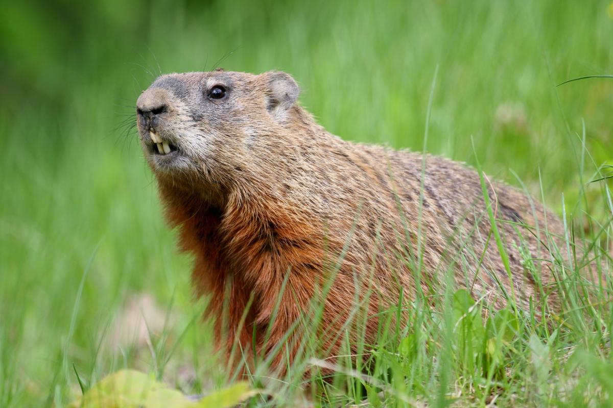 El día de la marmota significado