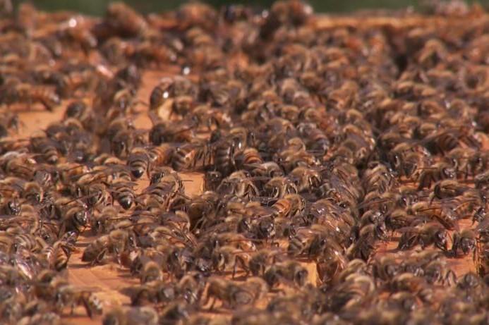 An image of hundreds of honey bees.
