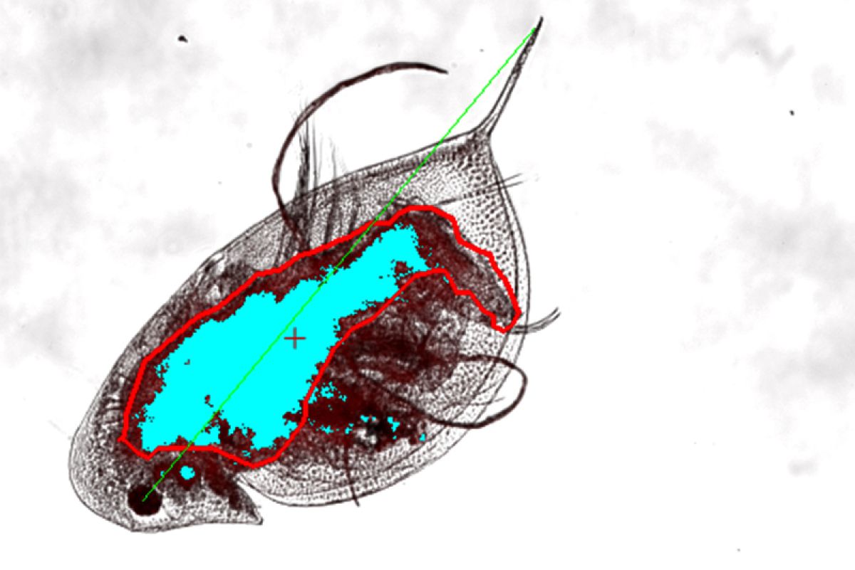 A microscopic image of a zooplankton with an overlay to show the algae in the organism's guts (blue) as well as microplastics (red dots).
