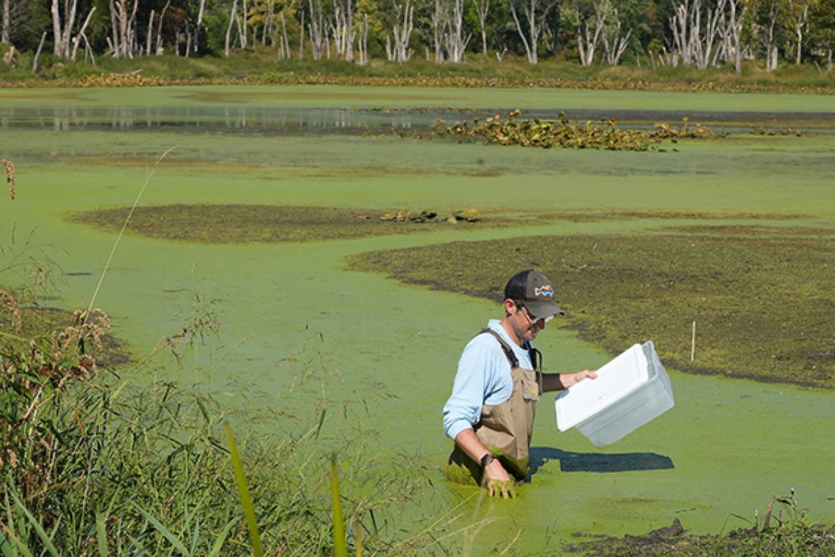 scientist in a swamp