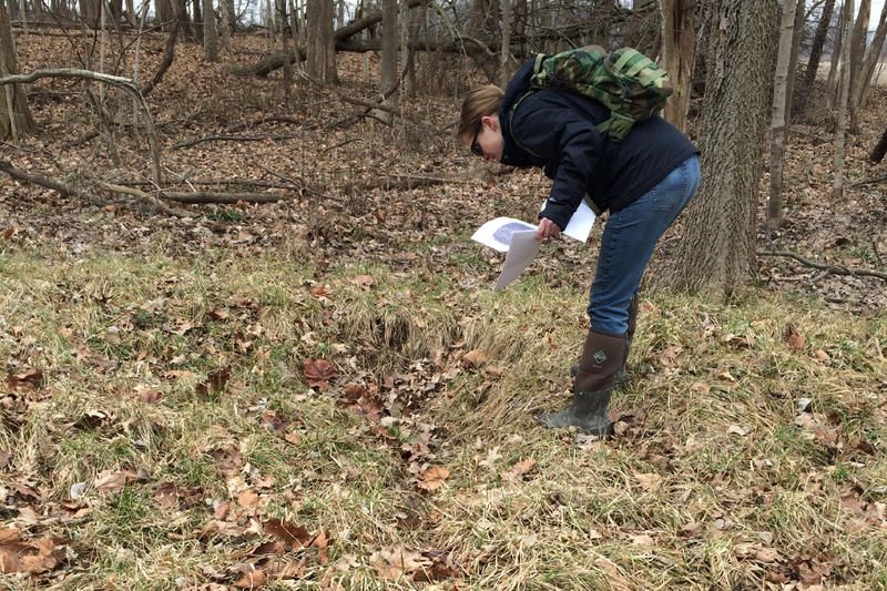 An Indiana Department of Environmental Management employee inspects an area in Hamilton County where an agricultural tile has been damaged, causing what they call an isolated wetland to form over time, 2017.