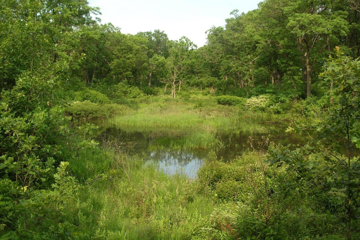 An interdunal wetland at Miller Woods in Indiana Dunes National Park