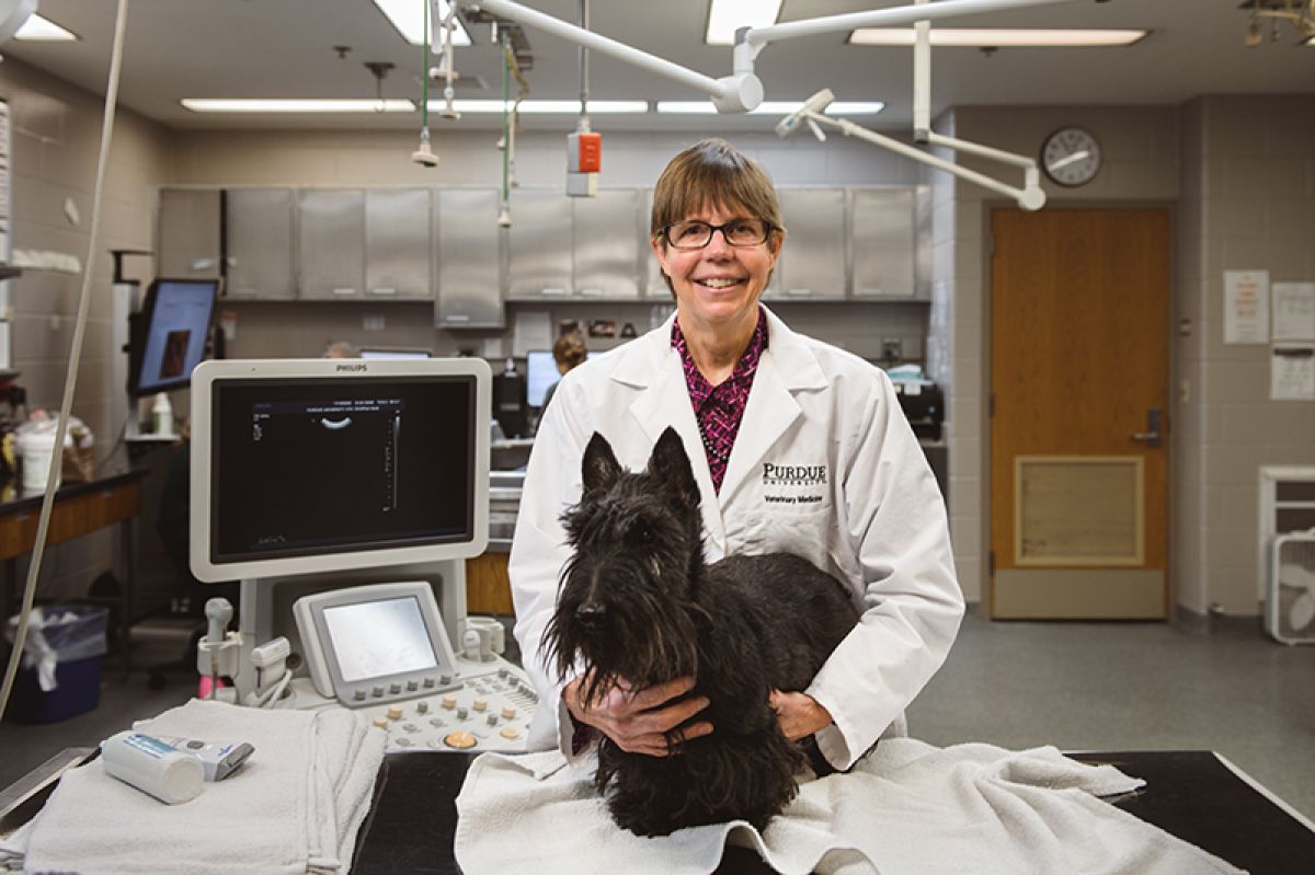 Veterinary oncologist Deborah Knapp studies cancer in Scottish terriers to help advance the science of detecting and treating early cancer in both humans and dogs.