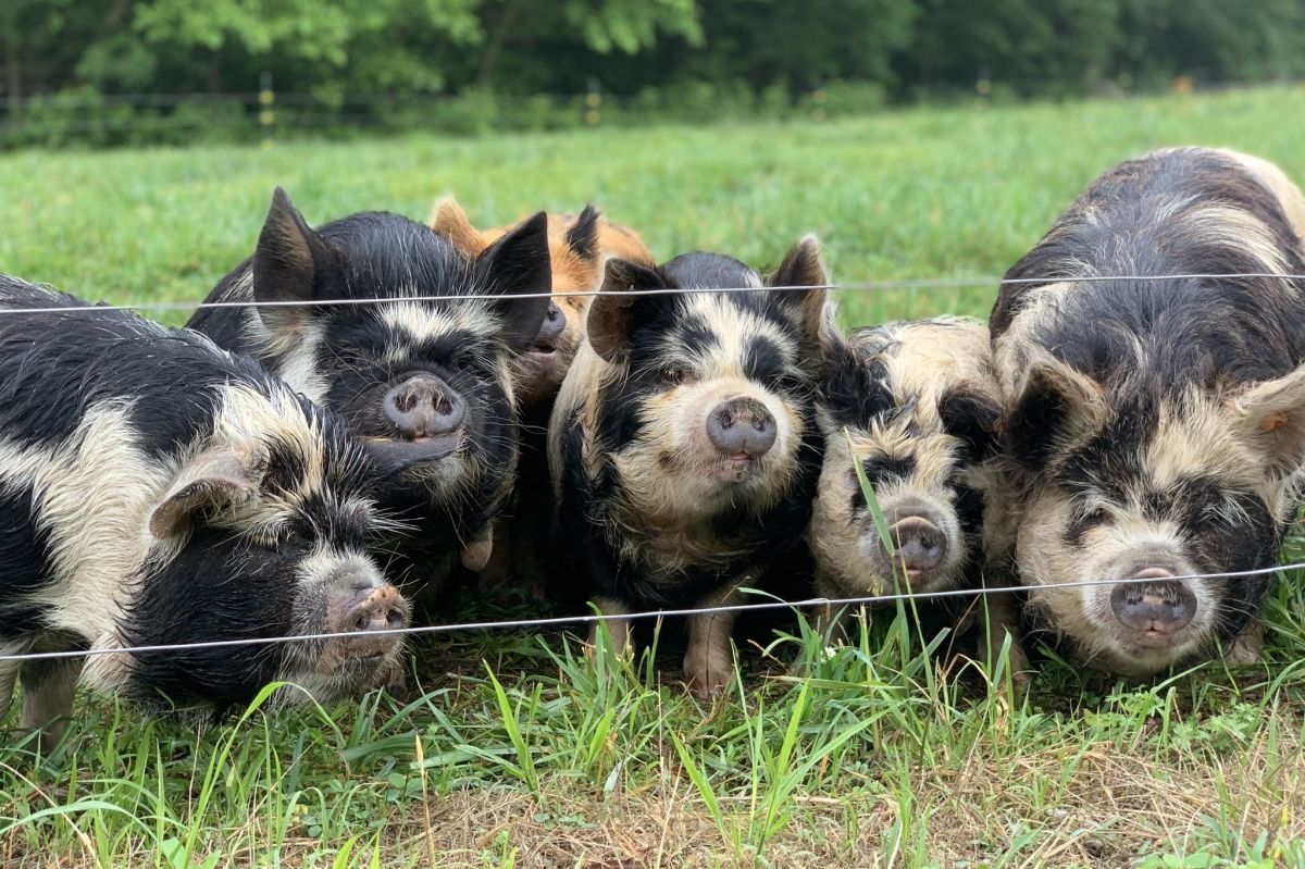 Kunekune pigs at MKONO Farm in Bloomington
