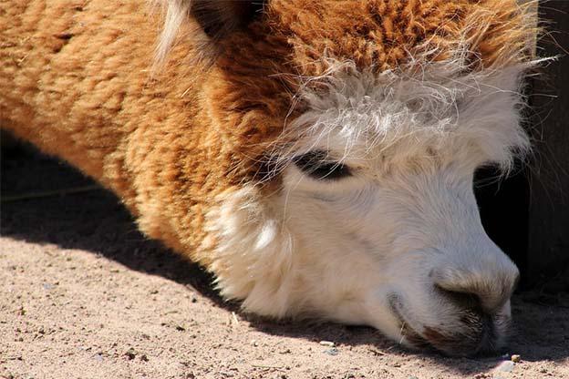Generic image of a llama. The Wilstem Wildlife Park faces federal violations including euthanizing a llama.