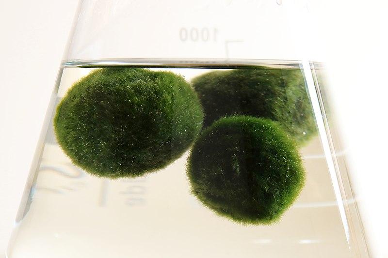 Marimo moss balls in a flask.