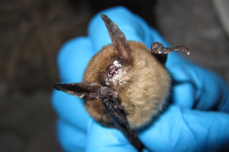 A northern long-eared bat in Illinois with visible symptoms of white nose syndrome, 2013.