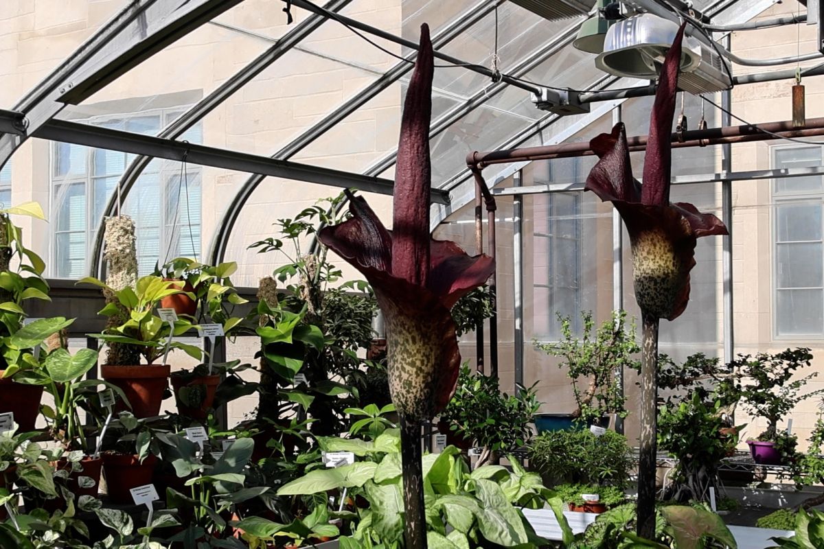 Two Devil's Tongue orchids are in bloom at the IU biology department greenhouse.