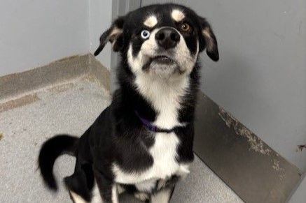 picasso husky mix shelter dog has one lopsided blue eye and one brown eye 