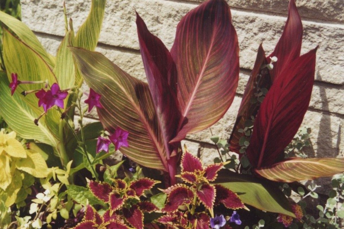 Jo Ellen Meyers Sharp planted some cannas this year in her yard in Indianapolis — large, tropical-looking plants with big leaves, often with red or yellow flowers.