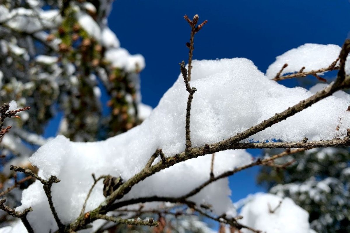 A generic photo of winter snow on a tree branch.